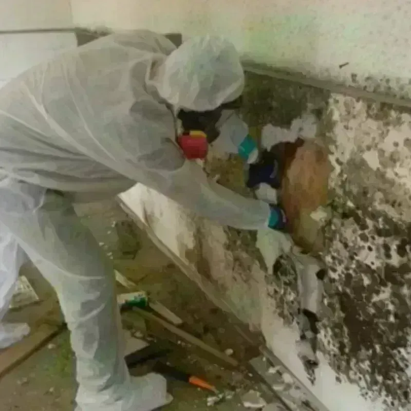 Mold Remediation and Removal in Prospect Park, NJ